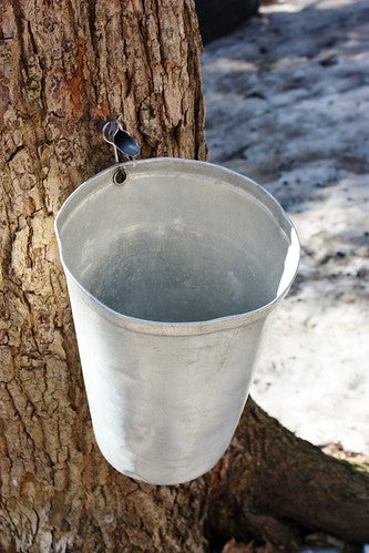 Maple Syrup Bucket